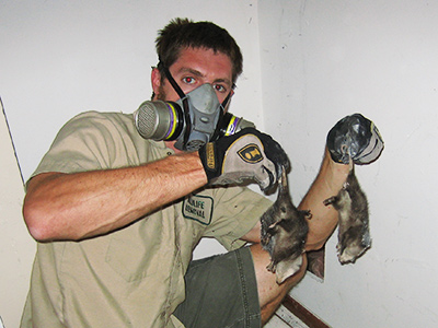 Fairfax County dead animal