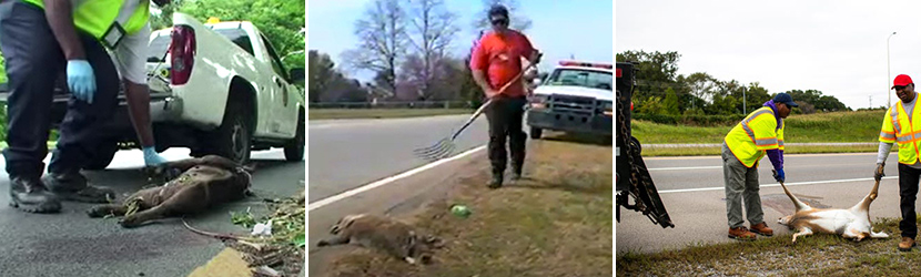 Free Dead Animal Removal in Fairfax County Virginia, Fairfax County VA